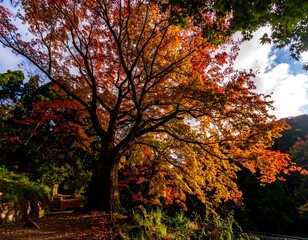 Autumn splendor of a majestic tree