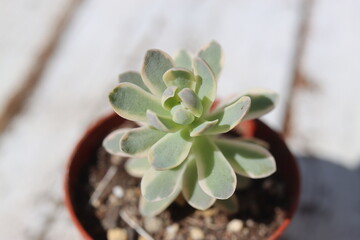 ROJNIKOWIEC ŁUSKOWATY Orostachys boehmeri VARIEGATA mrozoodporny © Perovskia