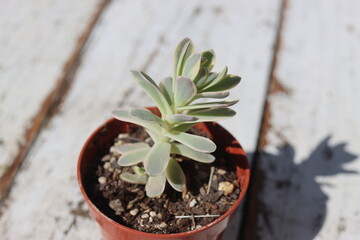 ROJNIKOWIEC ŁUSKOWATY Orostachys boehmeri VARIEGATA mrozoodporny © Perovskia