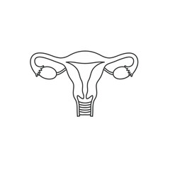 Female reproductive organs line drawing uterus ovaries