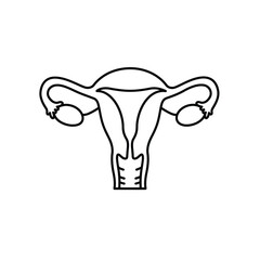 Female reproductive system diagram anatomy biology