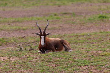 Blesbok Resting on Open Grassland