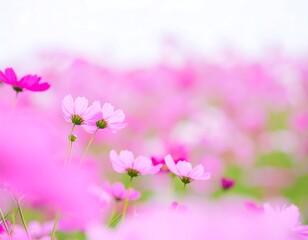 Obraz premium Soft-focus field of pink cosmos