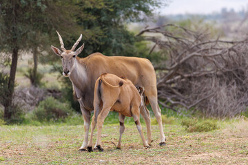 Fototapeta premium Rear View of Eland Calf Nursing from Mother in Open Bush