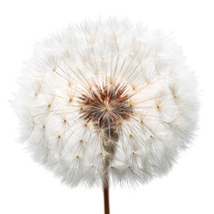 Fototapeta premium Close up of a dandelion seed head isolated on transparent background