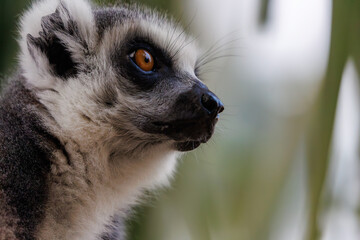 Ring-tailed Lemur Looking Upward with Curiosity