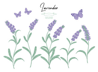 Lavender flowers isolated on white background. Lavandula plant set. Hand drawn vector illustration.