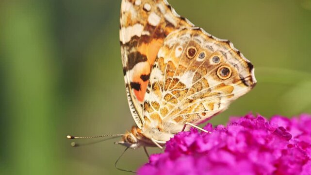 A vibrant painted lady butterfly delicately feeds on beautiful buddleia flowers in a peaceful garden setting.