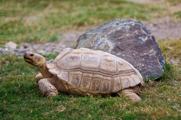 African Spurred Tortoise Resting on Grass