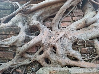 ​Ancient tree roots intertwine over an old brick wall