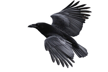 Black crow flies gracefully against a stark white background, showcasing its vivid wings and sharp features in a solitary display of natural beauty