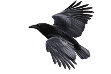 Black crow flies gracefully against a stark white background, showcasing its vivid wings and sharp features in a solitary display of natural beauty