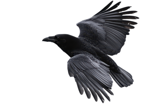Black crow flies gracefully against a stark white background, showcasing its vivid wings and sharp features in a solitary display of natural beauty