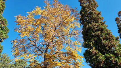 Autumn nature landscape. Yellow leaves of tree in the garden.