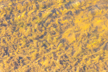 Lake and pond shores with clear transparent water wave texture.