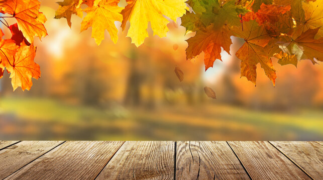 colorful fall leaves on wooden floor, blurred autumn natural background of forest with maple trees