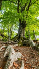 Lush forest scene with prominent tree roots