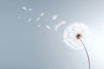 Dandelion seeds drifting in the air.