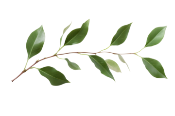 Simple green leaf branch showcasing natural beauty and vibrant colors in a close-up view representing the essence of nature and plant life