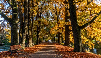 Naklejka premium Autumnal park path lined with golden trees