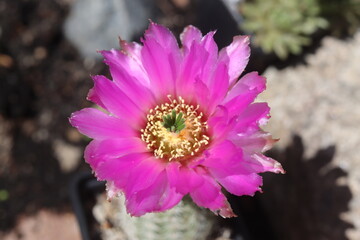 Echinocereus reichenbachii kaktus mrozoodporny © Perovskia