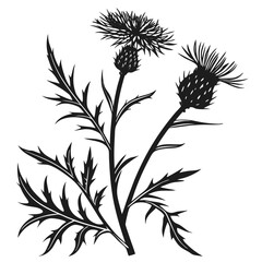  centaurea macrocephala on white background 