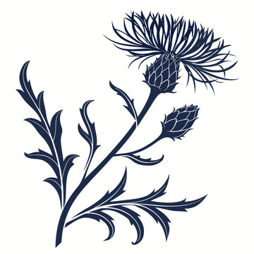 black and white  centaurea macrocephala