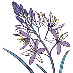 camassias leichtlinii semiplena with leaves 