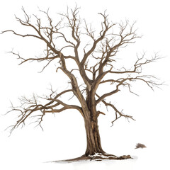 Bare Winter Tree: Isolated Branch Illustration, Leafless Oak, Nature Photography, Dead Tree Graphic, Winter Scene Element