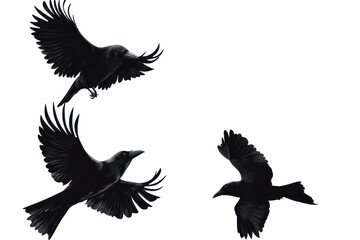 Fototapeta premium Three black birds in flight showcasing their wings against a clear background during daylight