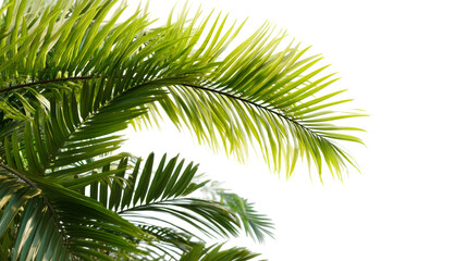Naklejka premium Close Up of Lush Green Palm Fronds Against a Bright White Sky, cut out transparent