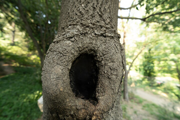 Obraz premium a hollow in a tree 