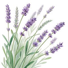 Naklejka premium Beautiful bouquet of lavender flowers with green leaves against a dark canvas transparent background