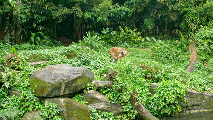 Naklejka premium malayan tiger