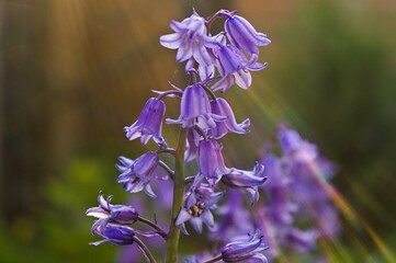 Spanish Bluebell flowers with sun rays on soft focused natural background 