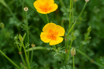 Obraz premium Close-up of a yellow California Poppy (Eschscholzia californica) flower in spring.
