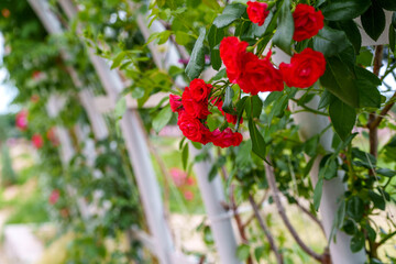 Close-up photo of a red rose blooming in the garden in spring