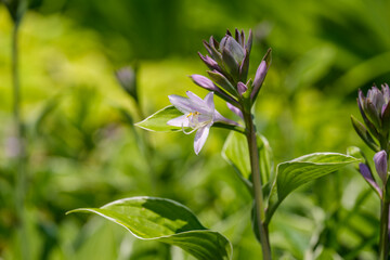 Close-up photo of white Hosta (Hosta capitata) flowers blooming in spring.