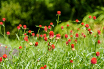 Close-up of red Gomphrena haageana (Texas Globe Amaranth) flowers in full bloom in spring.