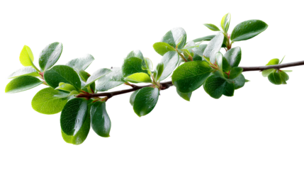 Branch with green leaves and red stems against white, cut out transparent