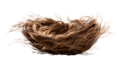 Natural Bird's Nest with Feathers and Twigs Isolated on White, cut out transparent