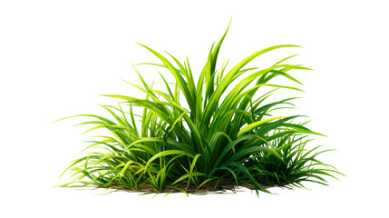 Lush green foliage clump with variegated yellow-green leaves and slender blades, cut out transparent