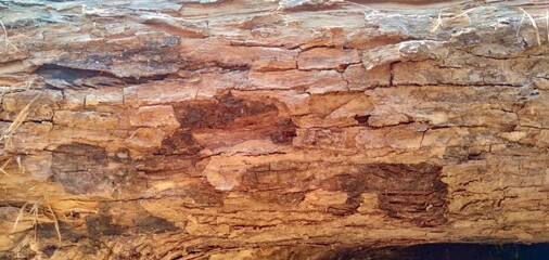 tree bark texture