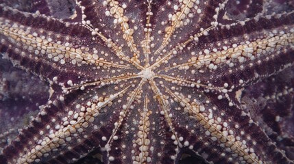 Detailed overhead view of a purple and beige knobby starfish with radial patterns