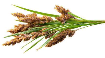 Bundle of Dried Cattail Reeds with Green Leaves on White, cut out transparent