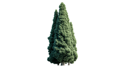 Group of tall evergreen trees with lush foliage on a white background, cut out transparent