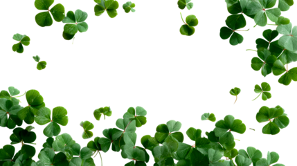 Fresh green clover leaves arranged on a white background border, cut out transparent