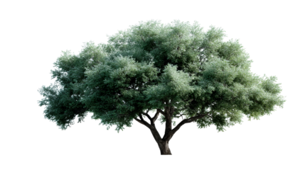 Majestic mature oak tree with lush green foliage isolated on white background, cut out transparent