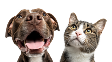 Close-up of dog and cat faces with expressive eyes and playful expressions, cut out transparent