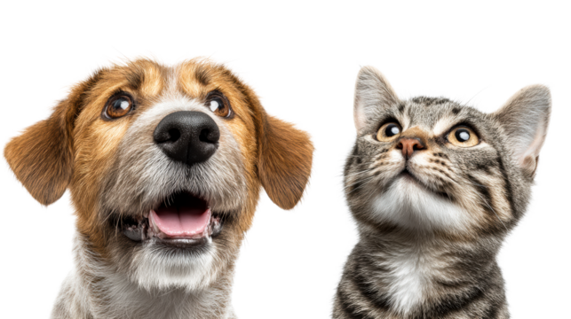 Curious dog and kitten looking upwards with wide eyes, cut out transparent